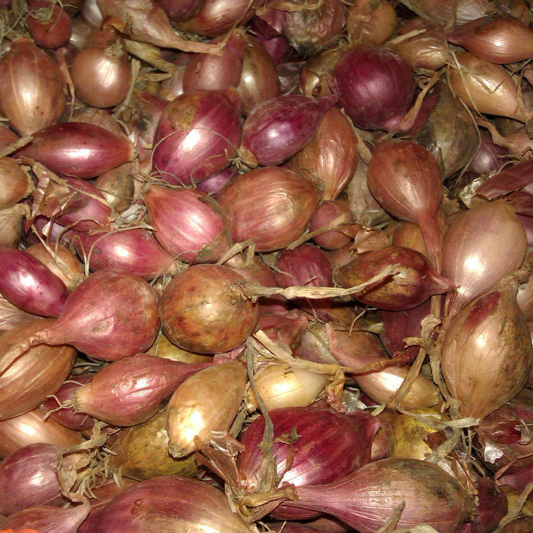 Onion Sets Red Winter- Autumn Planting